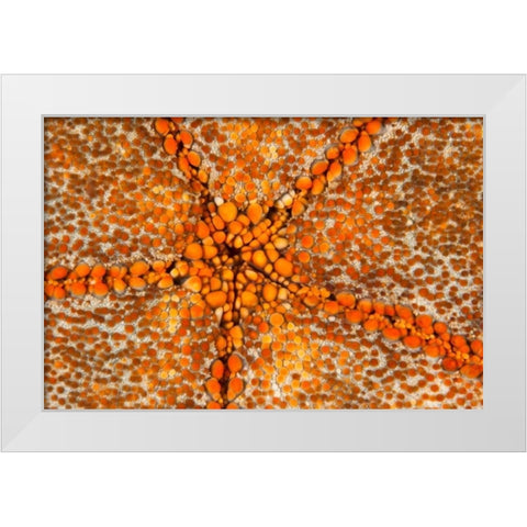 Orange Star - N. Sulawesi, Indonesia White Modern Wood Framed Art Print by Factor, Beverly