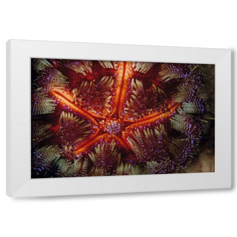 Star Power - Indonesia White Modern Wood Framed Art Print by Factor, Beverly