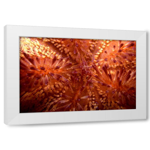 Red Hot - Indonesia White Modern Wood Framed Art Print by Factor, Beverly