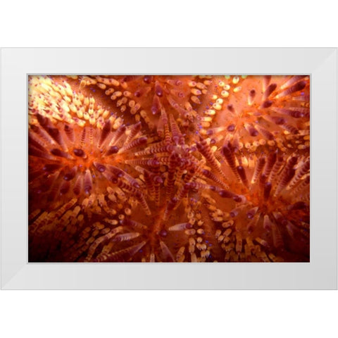 Red Hot - Indonesia White Modern Wood Framed Art Print by Factor, Beverly