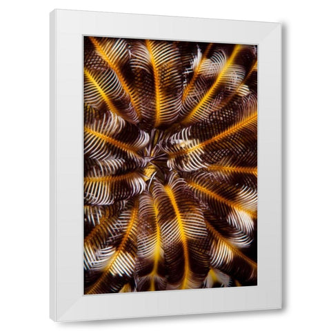Feather Treasure - N. Sulawesi, Indonesia White Modern Wood Framed Art Print by Factor, Beverly