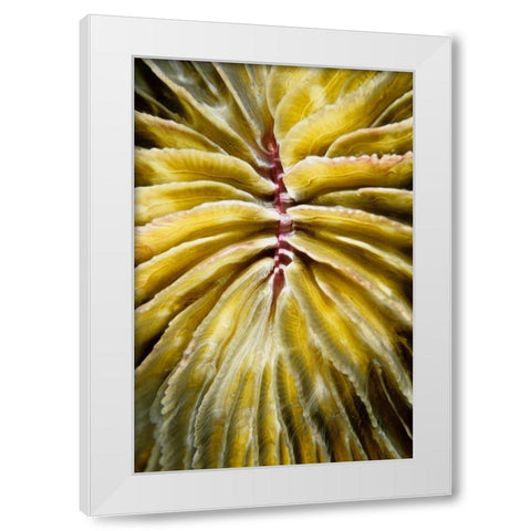Enticing - Thailand White Modern Wood Framed Art Print by Factor, Beverly