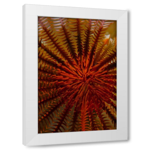 Destiny - S. Raja Ampat, Indonesia White Modern Wood Framed Art Print by Factor, Beverly
