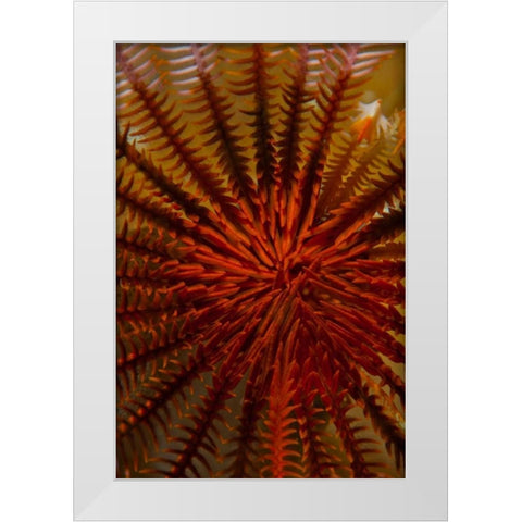 Destiny - S. Raja Ampat, Indonesia White Modern Wood Framed Art Print by Factor, Beverly