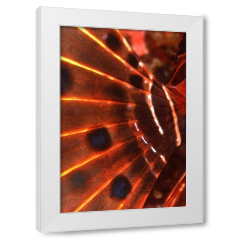 Flaming Flyer - Palau, Micronesia White Modern Wood Framed Art Print by Factor, Beverly