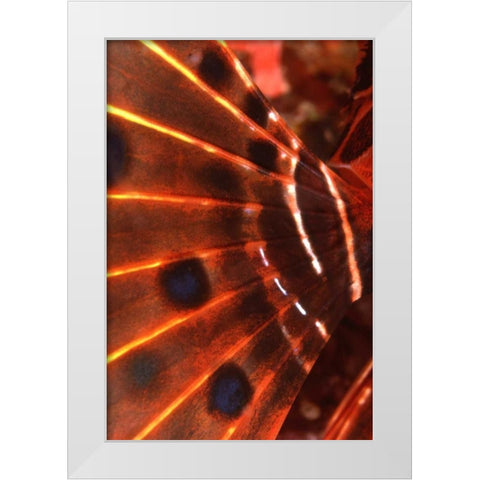 Flaming Flyer - Palau, Micronesia White Modern Wood Framed Art Print by Factor, Beverly