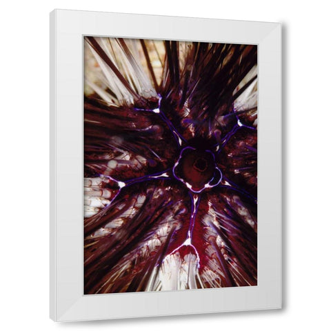 Passion Flower - Thailand White Modern Wood Framed Art Print by Factor, Beverly