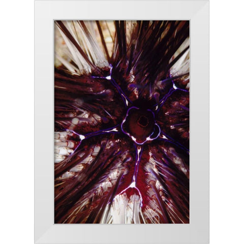 Passion Flower - Thailand White Modern Wood Framed Art Print by Factor, Beverly