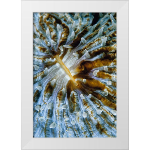 Interlude - Papua New Guinea White Modern Wood Framed Art Print by Factor, Beverly