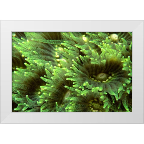 Tender Moment - Indonesia White Modern Wood Framed Art Print by Factor, Beverly