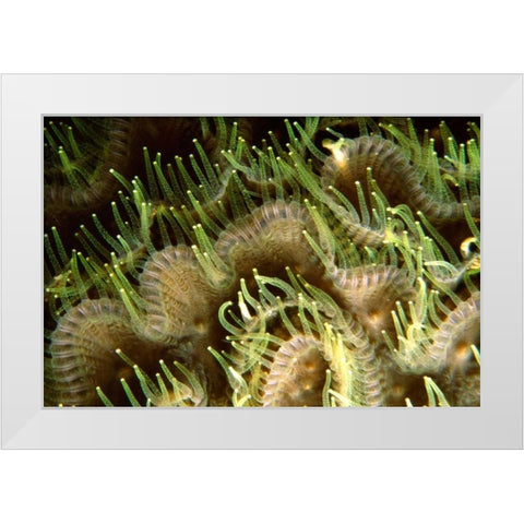 Tips - Sipadan Island, Malaysia White Modern Wood Framed Art Print by Factor, Beverly