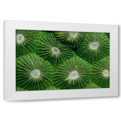 Greenlicious - Thailand White Modern Wood Framed Art Print by Factor, Beverly
