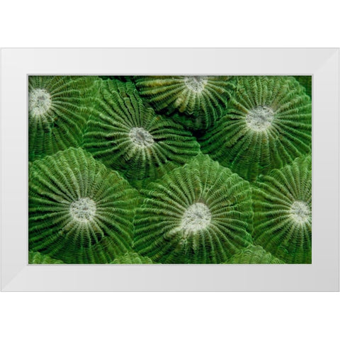 Greenlicious - Thailand White Modern Wood Framed Art Print by Factor, Beverly