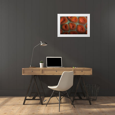 Orange Dream - S. Raja Ampat, Indonesia White Modern Wood Framed Art Print by Factor, Beverly