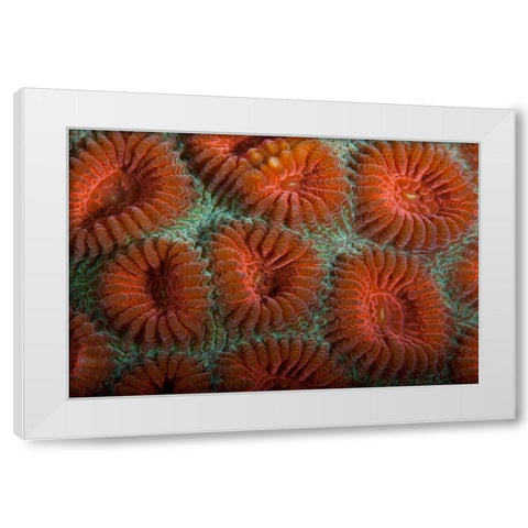Orange Dream - S. Raja Ampat, Indonesia White Modern Wood Framed Art Print by Factor, Beverly