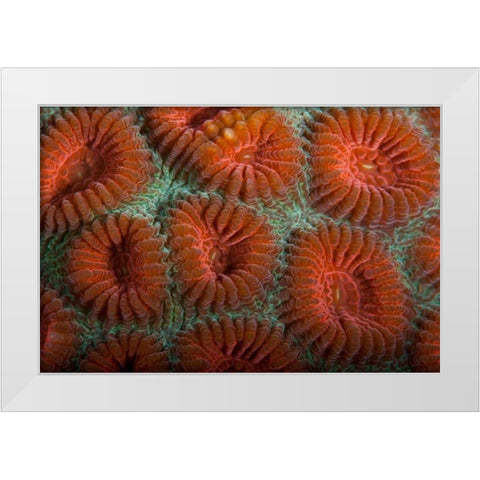 Orange Dream - S. Raja Ampat, Indonesia White Modern Wood Framed Art Print by Factor, Beverly