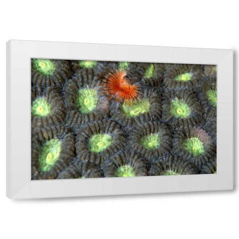 Red Surprise - Indonesia White Modern Wood Framed Art Print by Factor, Beverly