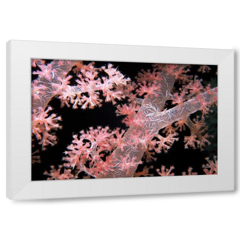 Delicately Pink - Vatu Passage, Fiji White Modern Wood Framed Art Print by Factor, Beverly