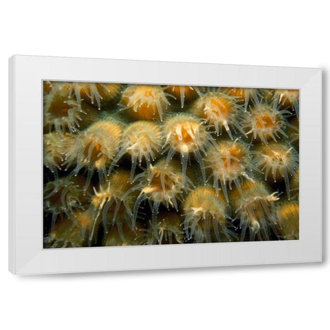 Tender Passion - Negril, Jamaica White Modern Wood Framed Art Print by Factor, Beverly