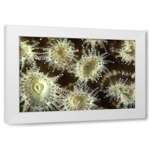 Shower Flower - Central Raja Ampat, Indonesia White Modern Wood Framed Art Print by Factor, Beverly