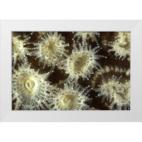 Shower Flower - Central Raja Ampat, Indonesia White Modern Wood Framed Art Print by Factor, Beverly