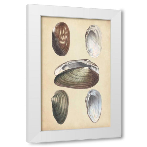 Marine Bivalves I White Modern Wood Framed Art Print by Wood