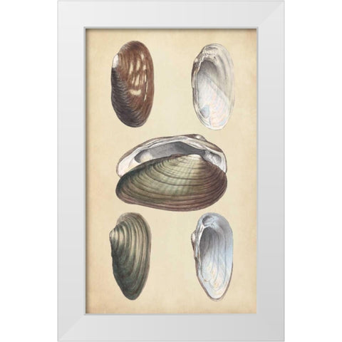 Marine Bivalves I White Modern Wood Framed Art Print by Wood