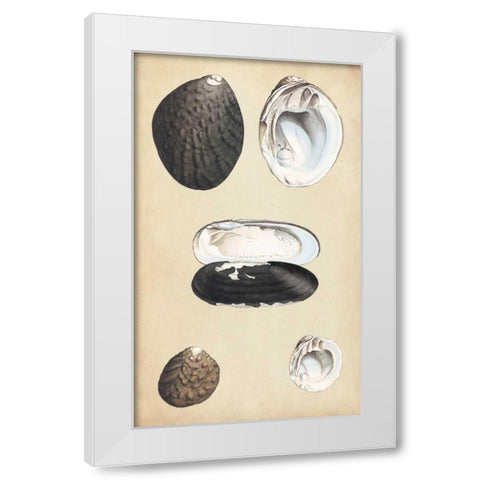 Marine Bivalves II White Modern Wood Framed Art Print by Wood