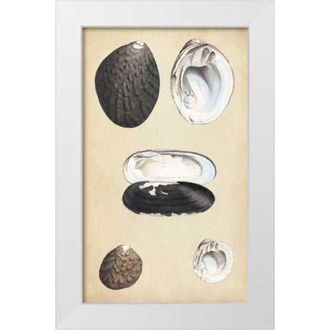 Marine Bivalves II White Modern Wood Framed Art Print by Wood