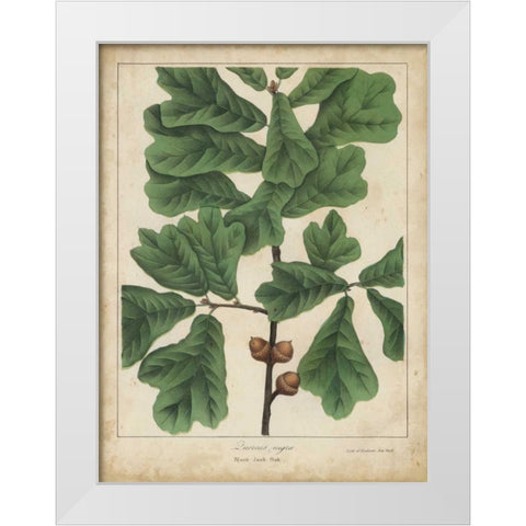 Oak Leaves and Acorns I White Modern Wood Framed Art Print by Torrey, John