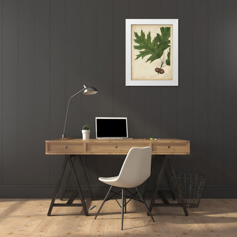 Oak Leaves and Acorns II White Modern Wood Framed Art Print by Torrey, John