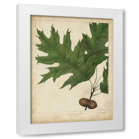 Oak Leaves and Acorns II White Modern Wood Framed Art Print by Torrey, John