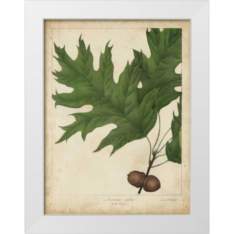 Oak Leaves and Acorns II White Modern Wood Framed Art Print by Torrey, John