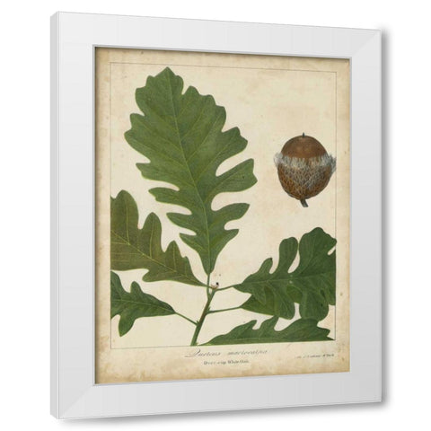 Oak Leaves and Acorns III White Modern Wood Framed Art Print by Torrey, John