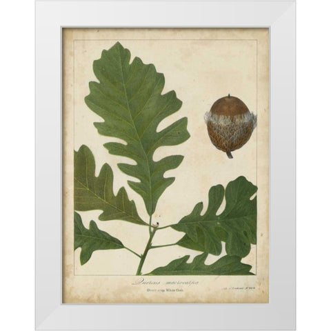 Oak Leaves and Acorns III White Modern Wood Framed Art Print by Torrey, John