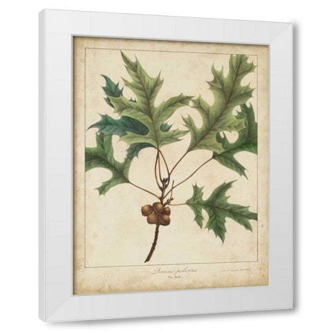Oak Leaves and Acorns IV White Modern Wood Framed Art Print by Torrey, John
