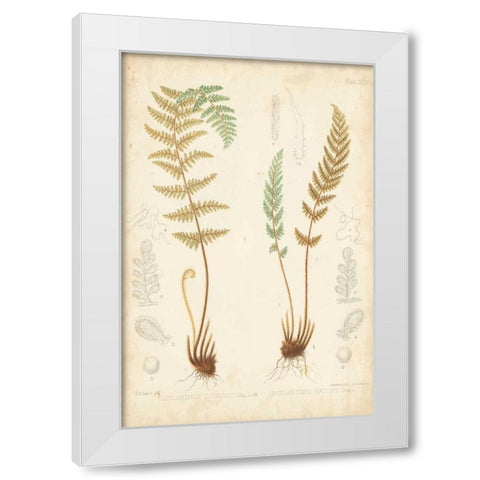 Fern Study I White Modern Wood Framed Art Print by Vision Studio