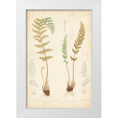 Fern Study I White Modern Wood Framed Art Print by Vision Studio