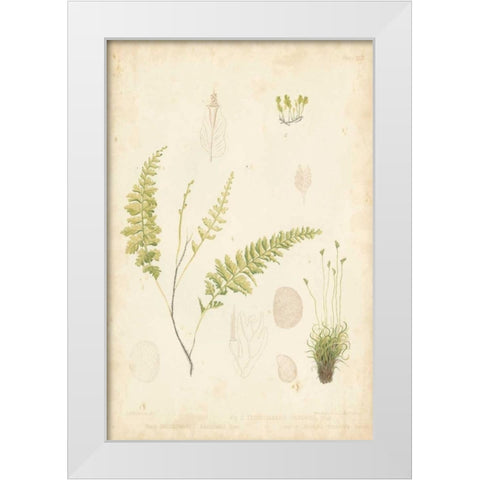 Fern Study IV White Modern Wood Framed Art Print by Vision Studio