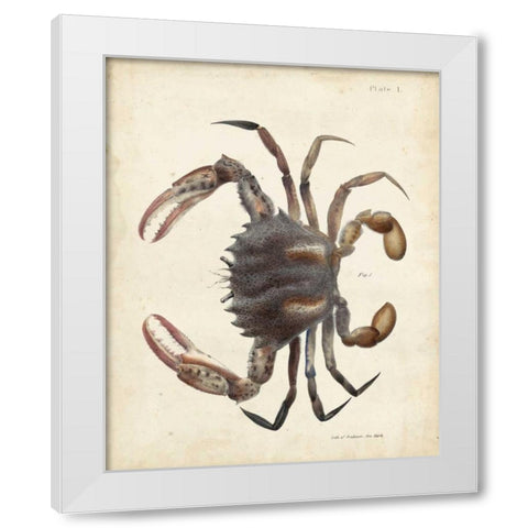 Vintage Crab I White Modern Wood Framed Art Print by Dekay