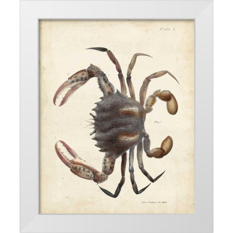 Vintage Crab I White Modern Wood Framed Art Print by Dekay