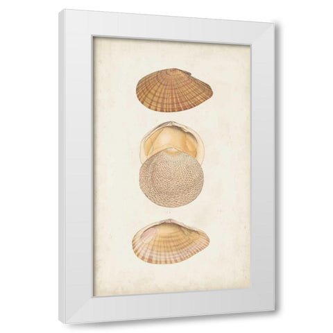 Antiquarian Shell Study I White Modern Wood Framed Art Print by Vision Studio