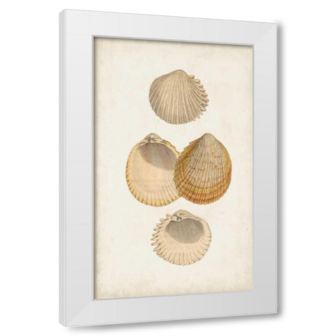 Antiquarian Shell Study II White Modern Wood Framed Art Print by Vision Studio