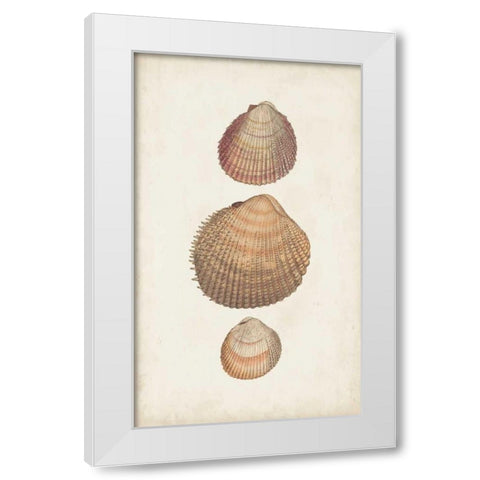 Antiquarian Shell Study IV White Modern Wood Framed Art Print by Vision Studio