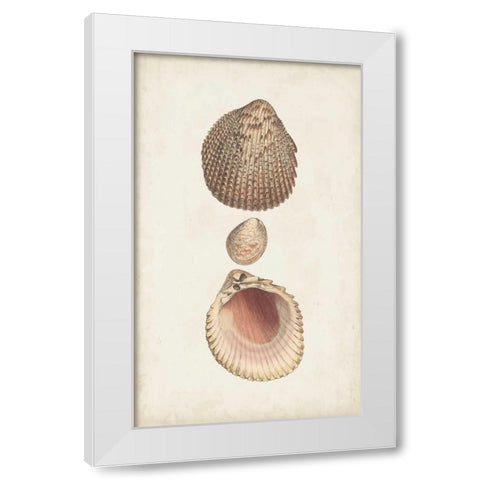 Antiquarian Shell Study VI White Modern Wood Framed Art Print by Vision Studio