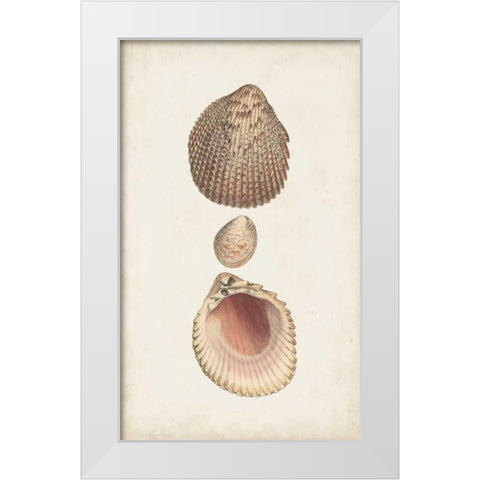 Antiquarian Shell Study VI White Modern Wood Framed Art Print by Vision Studio