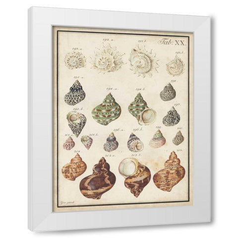 Seashell Synopsis I White Modern Wood Framed Art Print by Vision Studio