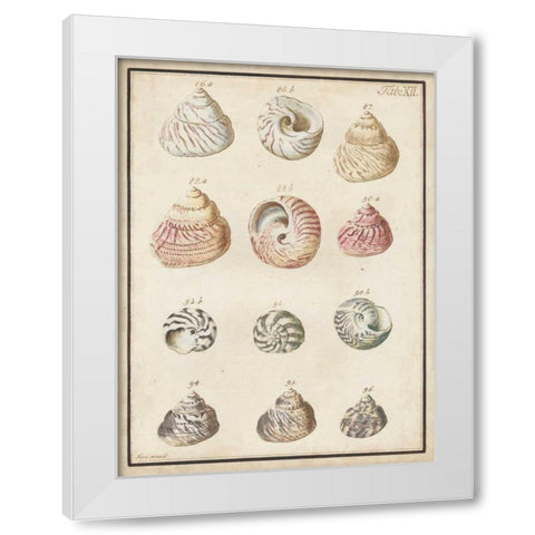 Seashell Synopsis II White Modern Wood Framed Art Print by Vision Studio