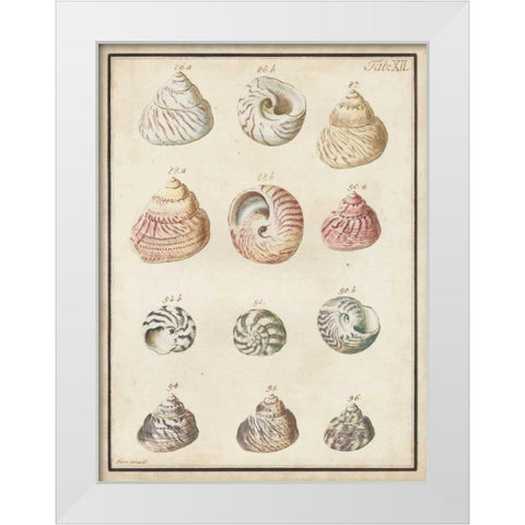 Seashell Synopsis II White Modern Wood Framed Art Print by Vision Studio