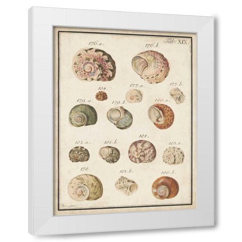 Seashell Synopsis III White Modern Wood Framed Art Print by Vision Studio